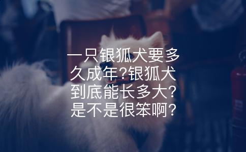 一只银狐犬要多久成年?银狐犬到底能长多大?是不是很笨啊?