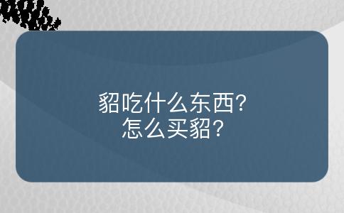 貂吃什么东西?怎么买貂?
