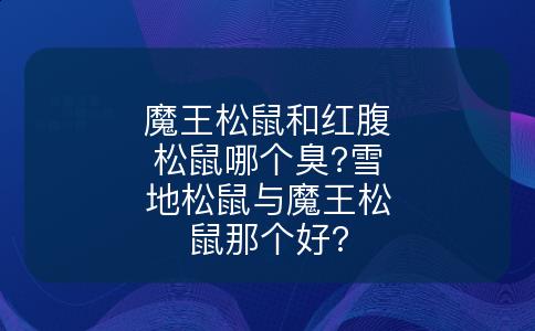 魔王松鼠和红腹松鼠哪个臭?雪地松鼠与魔王松鼠那个好?