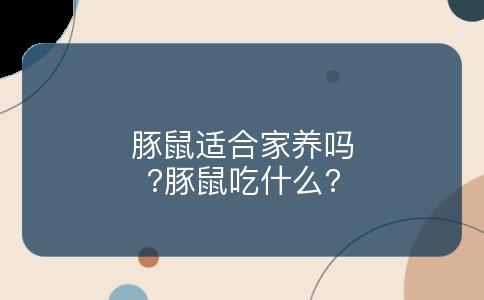 豚鼠适合家养吗?豚鼠吃什么?