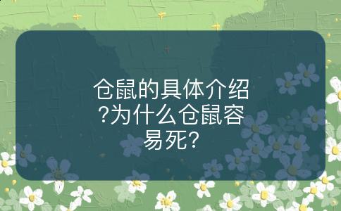 仓鼠的具体介绍?为什么仓鼠容易死?