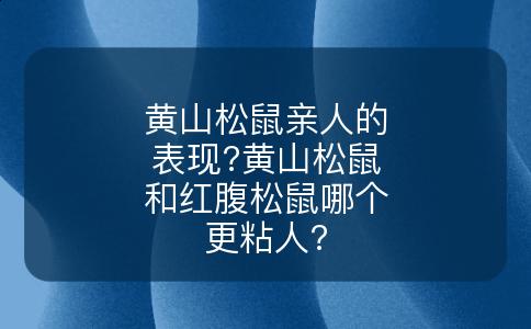 黄山松鼠亲人的表现?黄山松鼠和红腹松鼠哪个更粘人?