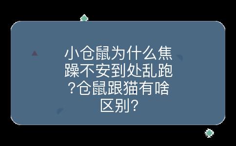 小仓鼠为什么焦躁不安到处乱跑?仓鼠跟猫有啥区别?