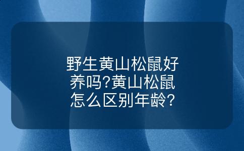 野生黄山松鼠好养吗?黄山松鼠怎么区别年龄?