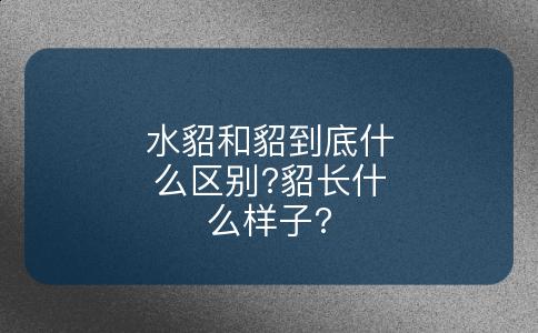 水貂和貂到底什么区别?貂长什么样子?