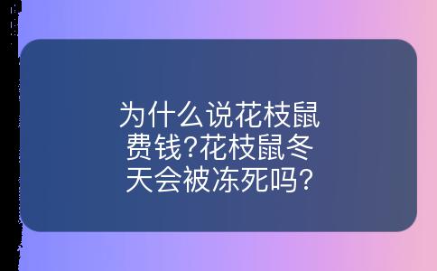为什么说花枝鼠费钱?花枝鼠冬天会被冻死吗?