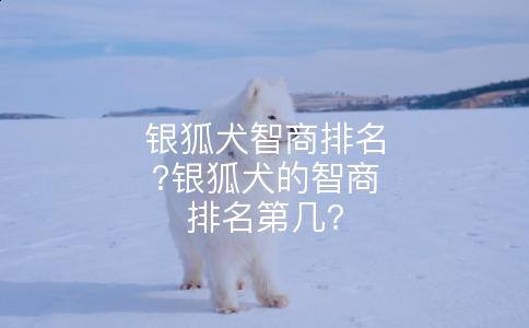 银狐犬智商排名?银狐犬的智商排名第几?