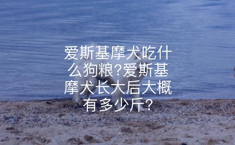 爱斯基摩犬吃什么狗粮?爱斯基摩犬长大后大概有多少斤?