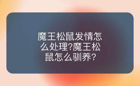 魔王松鼠发情怎么处理?魔王松鼠怎么驯养?