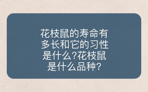花枝鼠的寿命有多长和它的习性是什么?花枝鼠是什么品种?