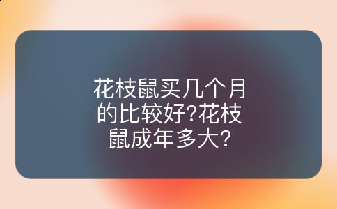 花枝鼠买几个月的比较好?花枝鼠成年多大?