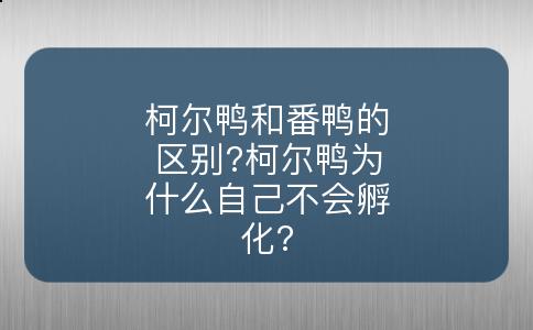 柯尔鸭和番鸭的区别?柯尔鸭为什么自己不会孵化?