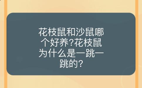花枝鼠和沙鼠哪个好养?花枝鼠为什么是一跳一跳的?