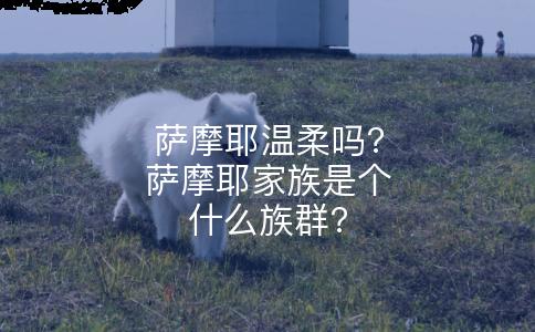 萨摩耶温柔吗?萨摩耶家族是个什么族群?