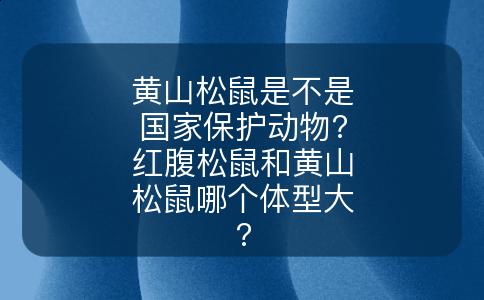 黄山松鼠是不是国家保护动物?红腹松鼠和黄山松鼠哪个体型大?