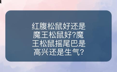 红腹松鼠好还是魔王松鼠好?魔王松鼠摇尾巴是高兴还是生气?