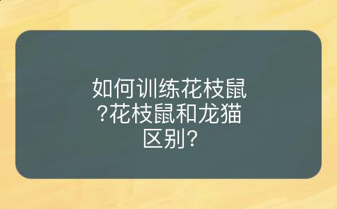 如何训练花枝鼠?花枝鼠和龙猫区别?