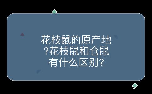 花枝鼠的原产地?花枝鼠和仓鼠有什么区别?