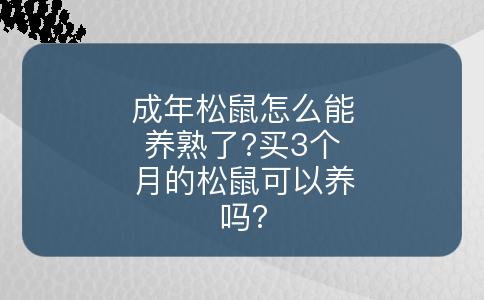 成年松鼠怎么能养熟了?买3个月的松鼠可以养吗?