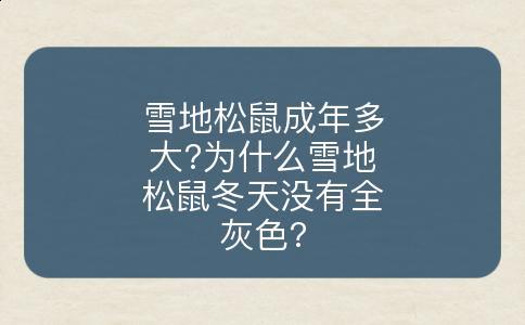 雪地松鼠成年多大?为什么雪地松鼠冬天没有全灰色?