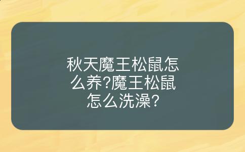 秋天魔王松鼠怎么养?魔王松鼠怎么洗澡?