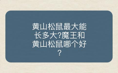 黄山松鼠最大能长多大?魔王和黄山松鼠哪个好?