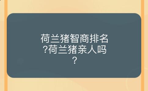 荷兰猪智商排名?荷兰猪亲人吗?