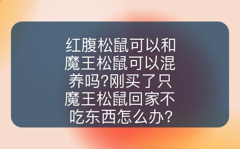 红腹松鼠可以和魔王松鼠可以混养吗?刚买了只魔王松鼠回家不吃东西怎么办?