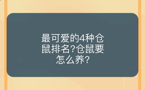 最可爱的4种仓鼠排名?仓鼠要怎么养?