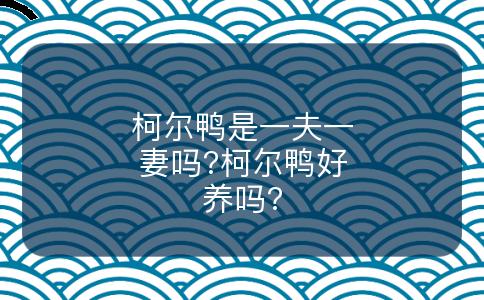 柯尔鸭是一夫一妻吗?柯尔鸭好养吗?