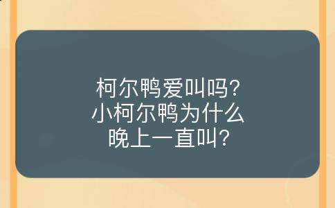 柯尔鸭爱叫吗?小柯尔鸭为什么晚上一直叫?