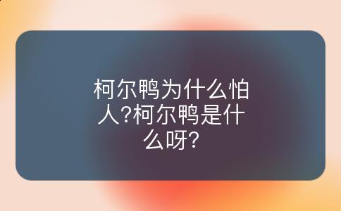 柯尔鸭为什么怕人?柯尔鸭是什么呀?