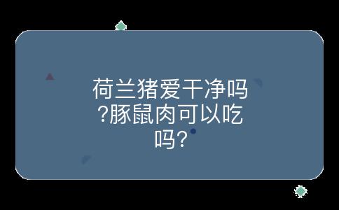 荷兰猪爱干净吗?豚鼠肉可以吃吗?