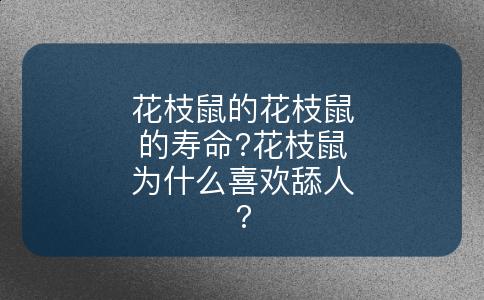花枝鼠的花枝鼠的寿命?花枝鼠为什么喜欢舔人?