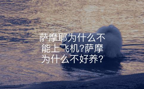 萨摩耶为什么不能上飞机?萨摩为什么不好养?