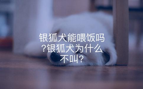 银狐犬能喂饭吗?银狐犬为什么不叫?