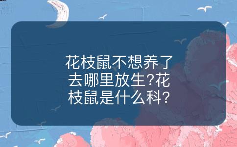 花枝鼠不想养了去哪里放生?花枝鼠是什么科?