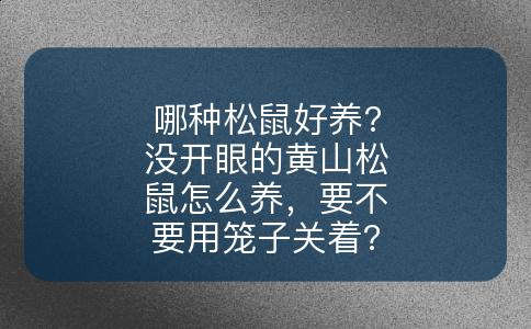 哪种松鼠好养?没开眼的黄山松鼠怎么养，要不要用笼子关着?