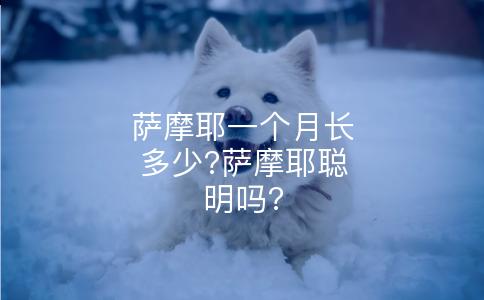 萨摩耶一个月长多少?萨摩耶聪明吗?