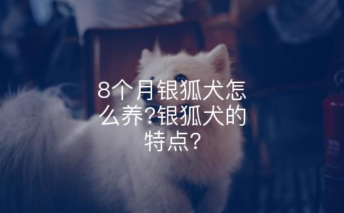8个月银狐犬怎么养?银狐犬的特点?