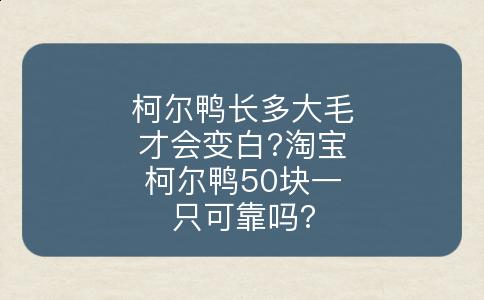 柯尔鸭长多大毛才会变白?淘宝柯尔鸭50块一只可靠吗?