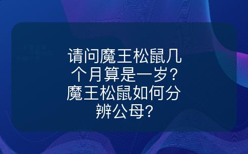 请问魔王松鼠几个月算是一岁?魔王松鼠如何分辨公母?