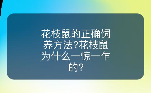花枝鼠的正确饲养方法?花枝鼠为什么一惊一乍的?