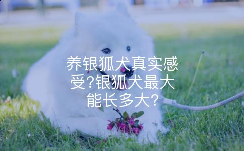 养银狐犬真实感受?银狐犬最大能长多大?