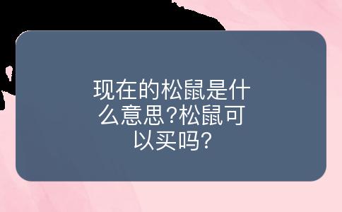 现在的松鼠是什么意思?松鼠可以买吗?