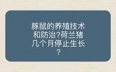 豚鼠的养殖技术和防治?荷兰猪几个月停止生长?
