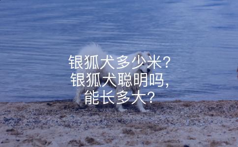 银狐犬多少米?银狐犬聪明吗，能长多大?
