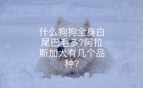 什么狗狗全身白尾巴毛多?阿拉斯加犬有几个品种?