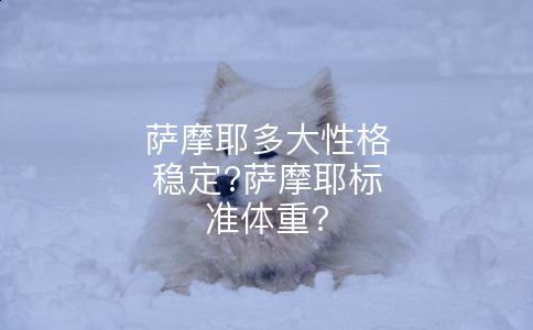 萨摩耶多大性格稳定?萨摩耶标准体重?