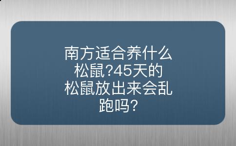 南方适合养什么松鼠?45天的松鼠放出来会乱跑吗?
